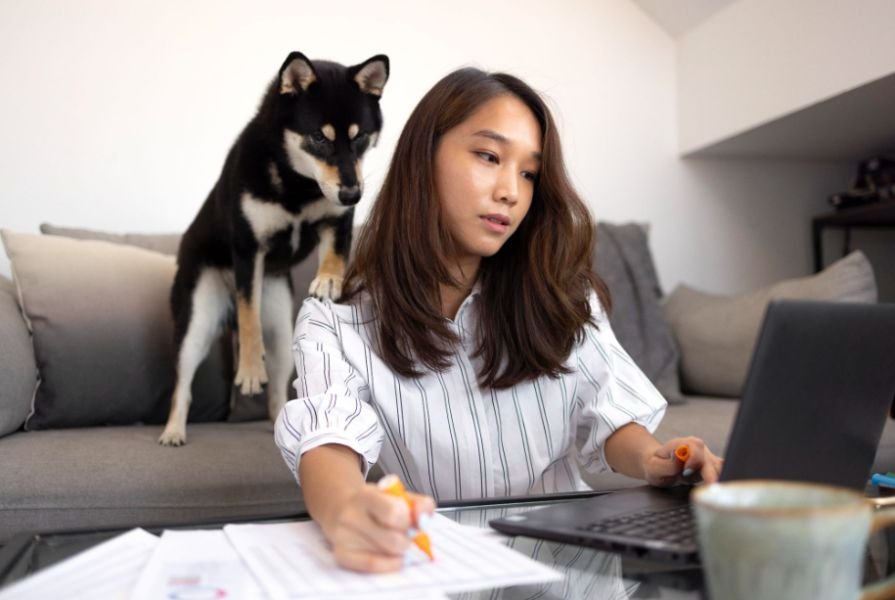 How Can I Reduce the Chance of a Large Emergency Vet Bill