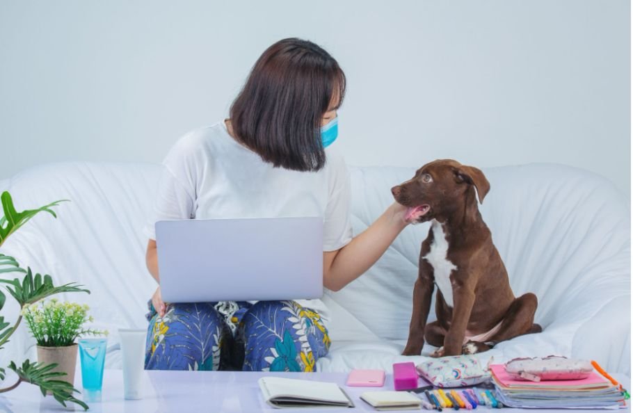 Which US Pet Insurance Companies Should I Compare